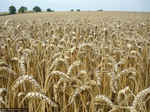 Miles and miles of healthy crops Miles and miles of healthy crops