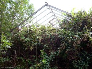Brambles colonise the empty skeleton of a glasshouse Brambles colonise the empty skeleton of a glasshouse