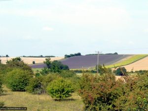 A lavender field. Near the path but - despite the publicity - not on it A lavender field. Near the path but - despite the publicity - not on it