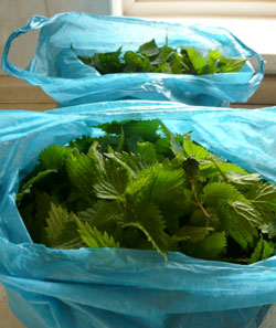 Bags of collected nettle tips Bags of collected nettle tips