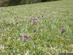 This Pasque Flower colony is one of England's biggest This Pasque Flower colony is one of England's biggest