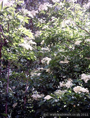 An elder tree in flower An elder tree in flower