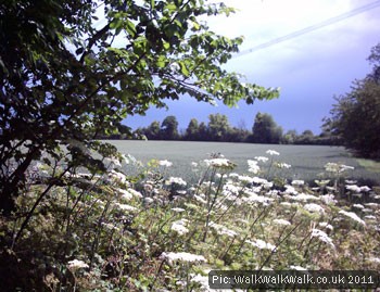 Wild plants and hedgerow bordering a wheat field Wild plants and hedgerow bordering a wheat field