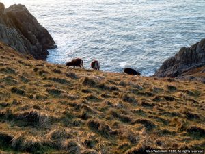 Goats on Lundy Island