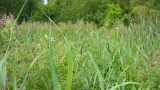 The path passes thick, reedy wetlands