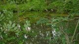 The River Oughton is never far away during this stage