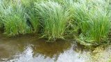 Clumps of reeds near a welcome bench