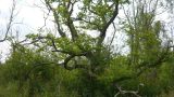 A gnarled old tree clings on in unpromising terrain