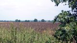 Looking north east across the fields