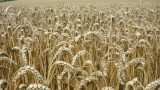 Miles and miles of healthy crops