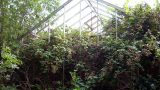 Brambles colonise the empty skeleton of a glasshouse