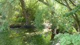 Gerry's Hole is a haven for aquatic plants, insects and wildlife