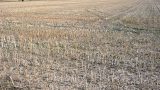 A harvested field