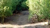 The path dodges into woodland to avoid following a dangerous road