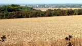 A quick glimpse of Bedfordshire through the hedges and trees