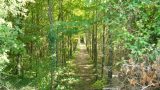 You can choose to walk through this coppice or stick to the field edge