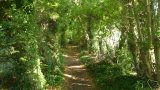 At this point, the path is an ivy-strewn trail between gardens