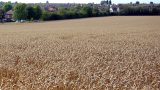 A classic HOOP view - rooftops across a cornfield