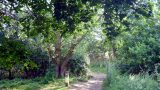 This side path takes you to Wymondley Wood