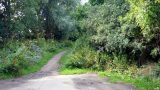 Leave the pavement here and follow the path into the trees