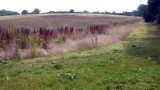 The dark corner of this field was the site of a Roman villa