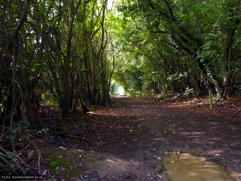 Gypsy Lane at its widest