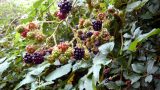 Ripening blackberries