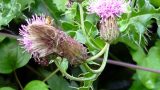 Hover flies on thistle flowers
