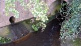 The Brook emerges from under the Stevenage Road