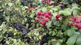 Sloes and blackberries grow wild