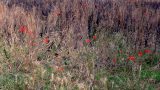 Red poppies and blackened grasses make an artistic contrast