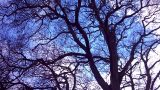 Blue sky behind mature tree branches