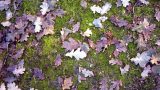 Last autumn's leaves lie on the ground