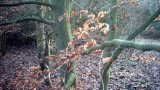 Dead leaves catching the sunlight