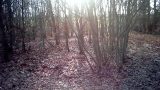 Bare trunks and low winter sun