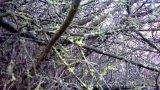 Moss growing in a hedgerow