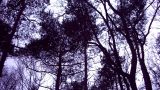 Conifers in silhouette
