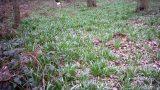 Woodland bluebells preparing to flower