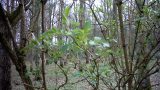 Green shoots on a tree