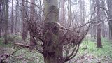 A tangle of twigs growing low on a tree trunk