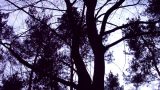 Deciduous and coniferous trees against the sky