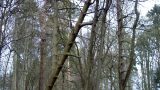 A fallen spruce leans against its neighbours