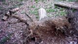 A recently-uprooted stump