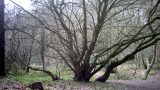 The spreading branches of a beech tree