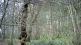 The knobbly trunk of a sweet chestnut