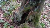 A mysterious cleft at the roots