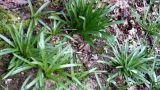 Bluebells forcing their way through leaf mould