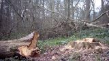 Recently-felled oak