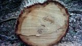 Tree rings