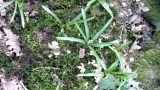 Lichen, leaf mould and bluebells